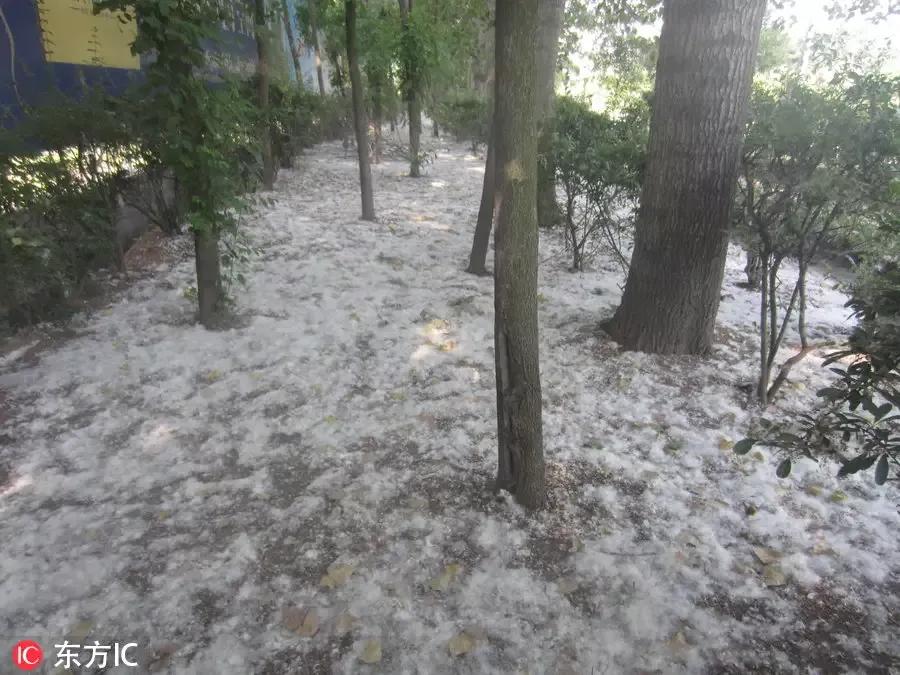 杨树的简介,杨树的全部作品