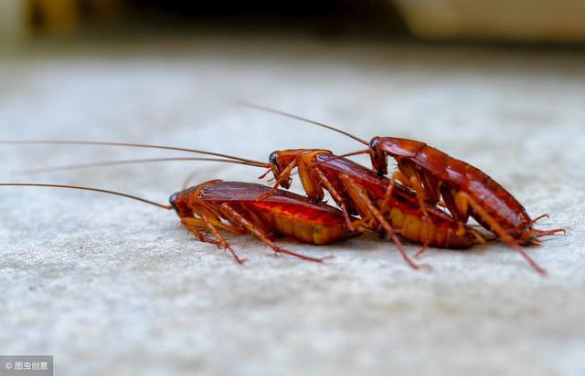 蟑螂怎么消灭蟑螂最怕什么,蟑螂怕什么怎样驱赶蟑螂最有效