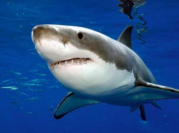 海洋十大巨齿鲨排名,海洋十大杀手