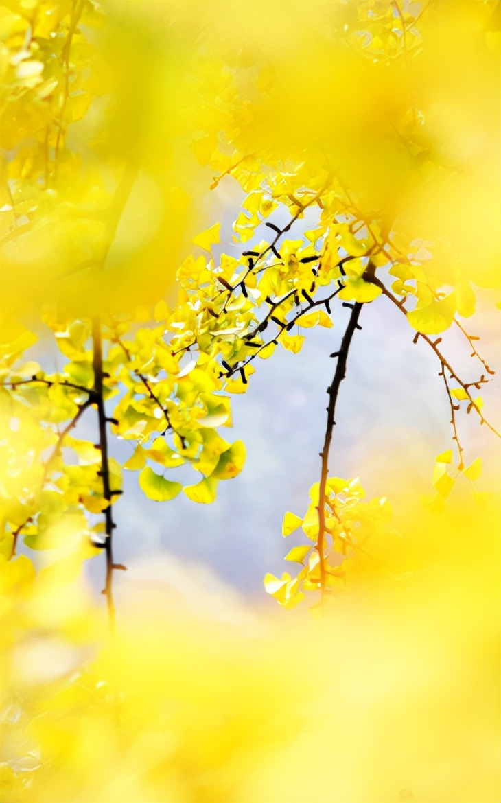 关于银杏叶秋天意境的诗句,十二首有关银杏的诗词