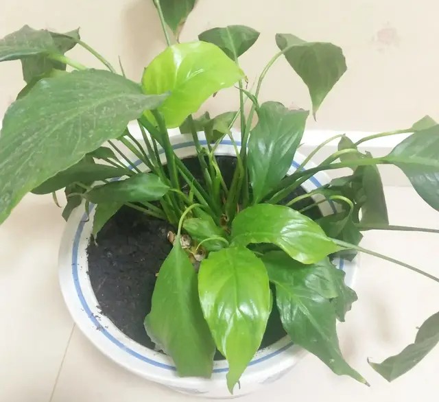 白掌养护方法和基本常识,白掌花开一帆风顺图片