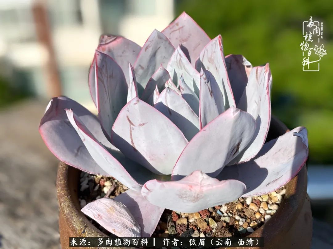 多肉植物百科如何投稿,感谢多肉植物百科的陪伴