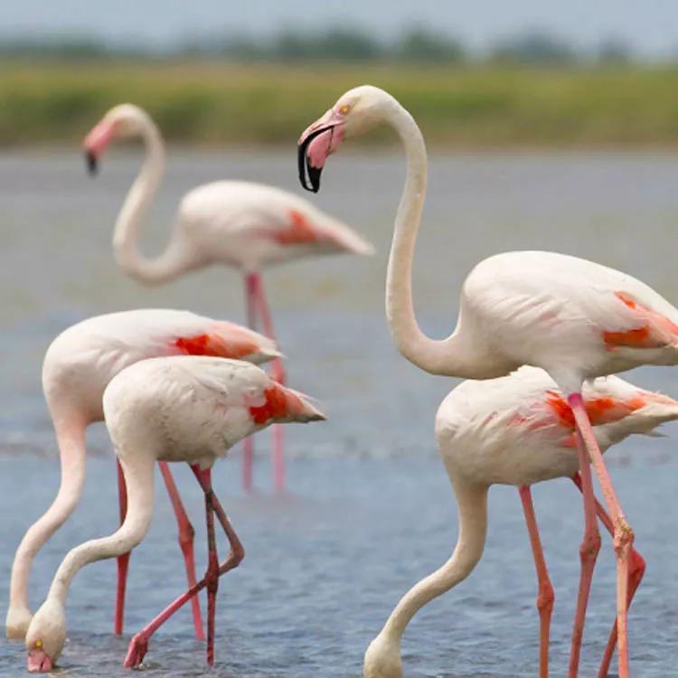 世间稀有的白色长颈鹿母子，在非洲被残忍猎杀，发现时只剩骨骼