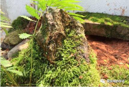 黄缘龟该如何造景,黄缘龟造景用河沙