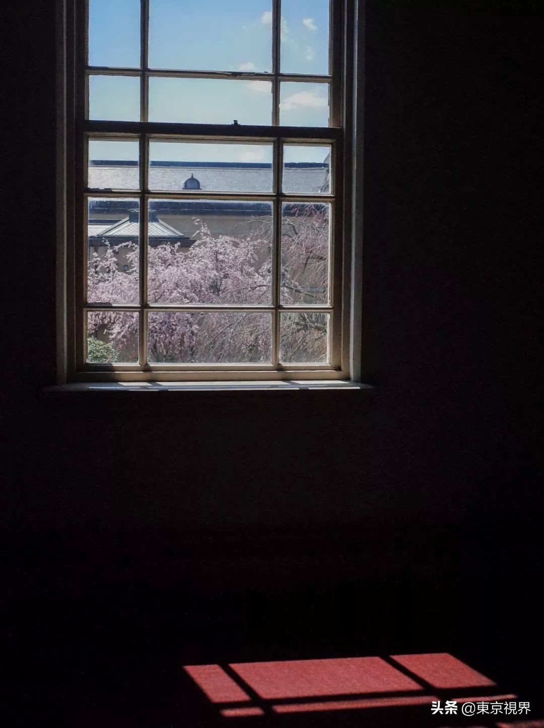 我在京都,攒下一整个春日的绝美樱色送给你。