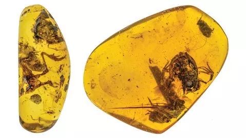 缅甸琥珀复原过程,科学家发现恐龙时代琥珀化石