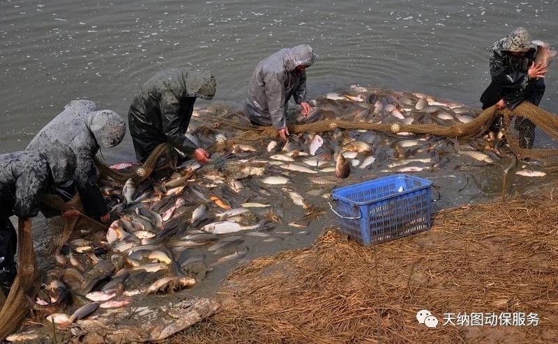 鱼拉网后掉鳞,拉网出鱼视频