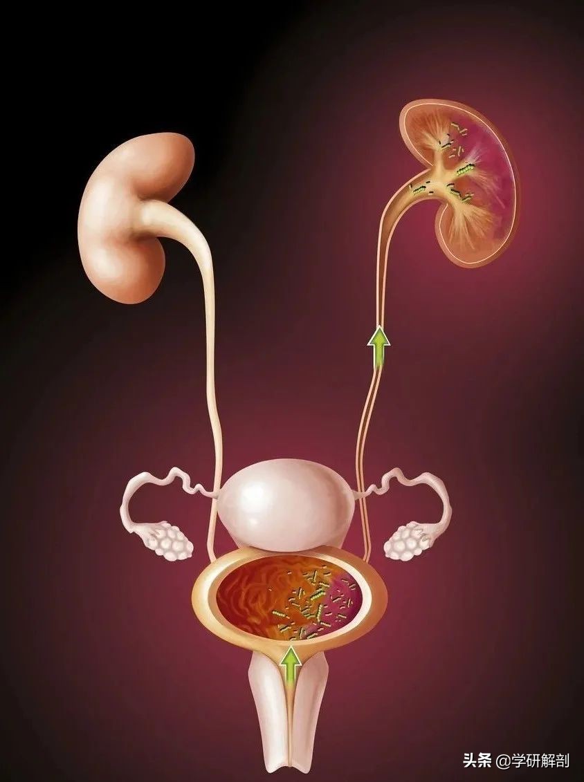 人体解剖学原理与知识,人体解剖学九大分区图