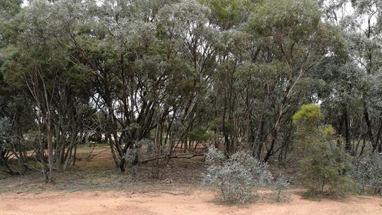 桉树精油抗真菌,桉树油对鸡的功效与作用