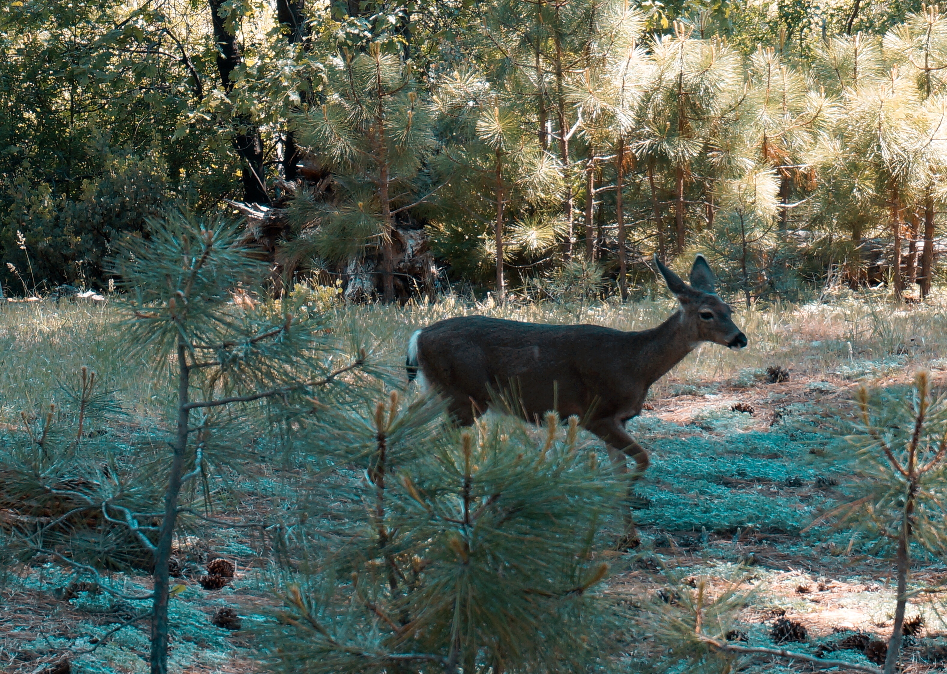 美国优胜美地国家森林公园风光,上帝的伊甸园伊犁