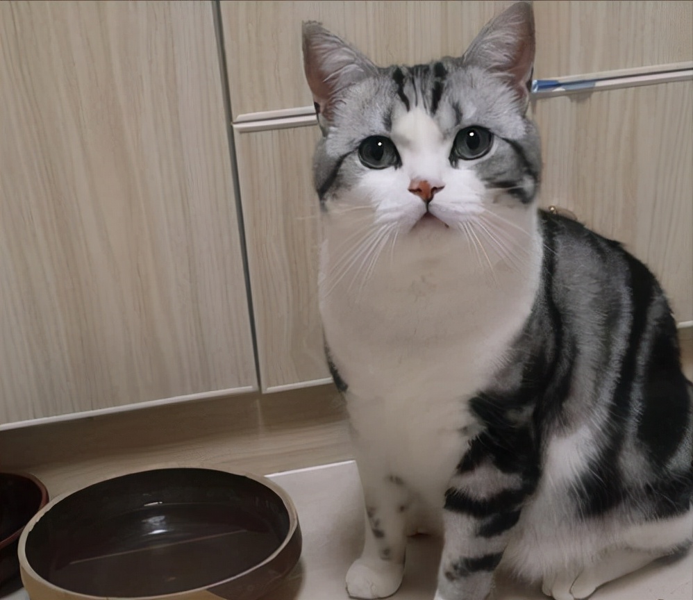 英短猫便秘拉不出来怎么办,一个月幼猫便便干硬怎么解决