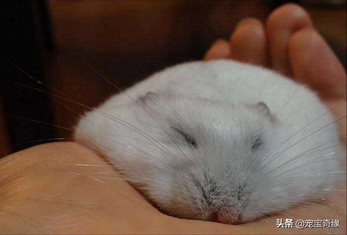 猫是液体动物还是软体动物,猫是液体做的动物