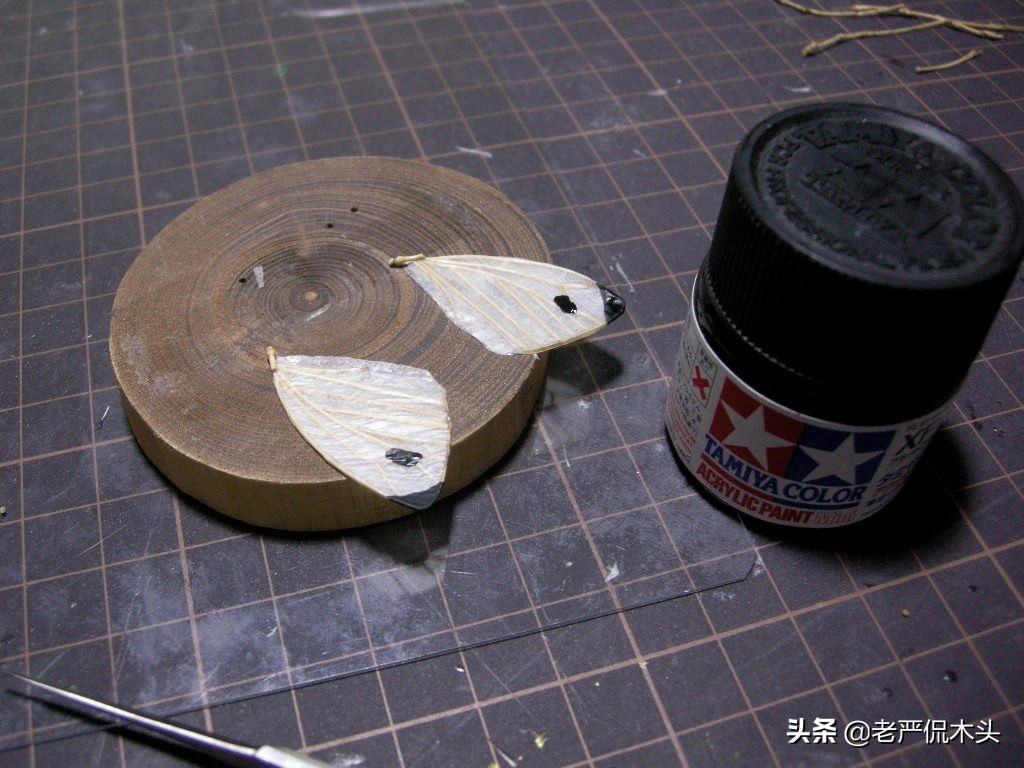 昆虫标本树脂竹节虫,昆虫标本制作竹节虫