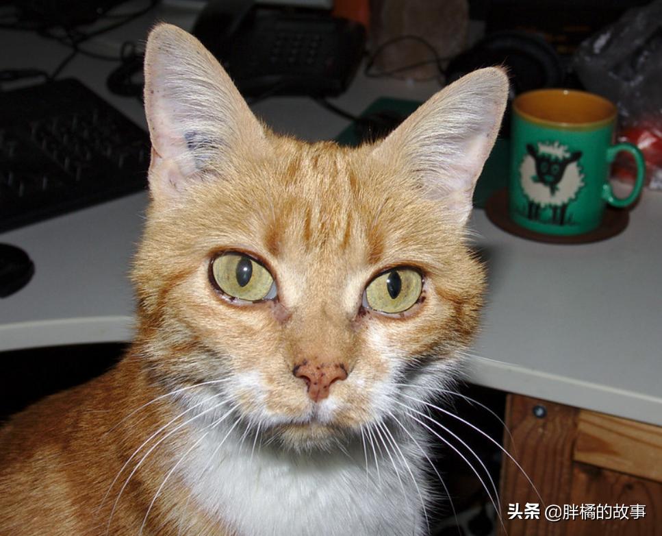 胆小的猫咪怎样撸猫,胆小的猫咪怎么社会化训练