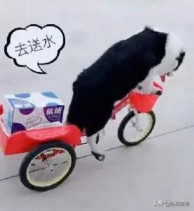 抖音狗狗颜值排行前十的狗,盘点抖音最火宠物狗