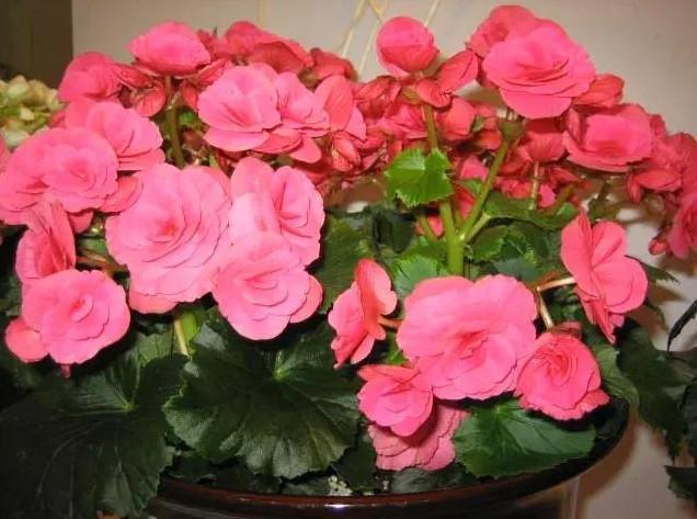 达克宁养花,养花达克宁