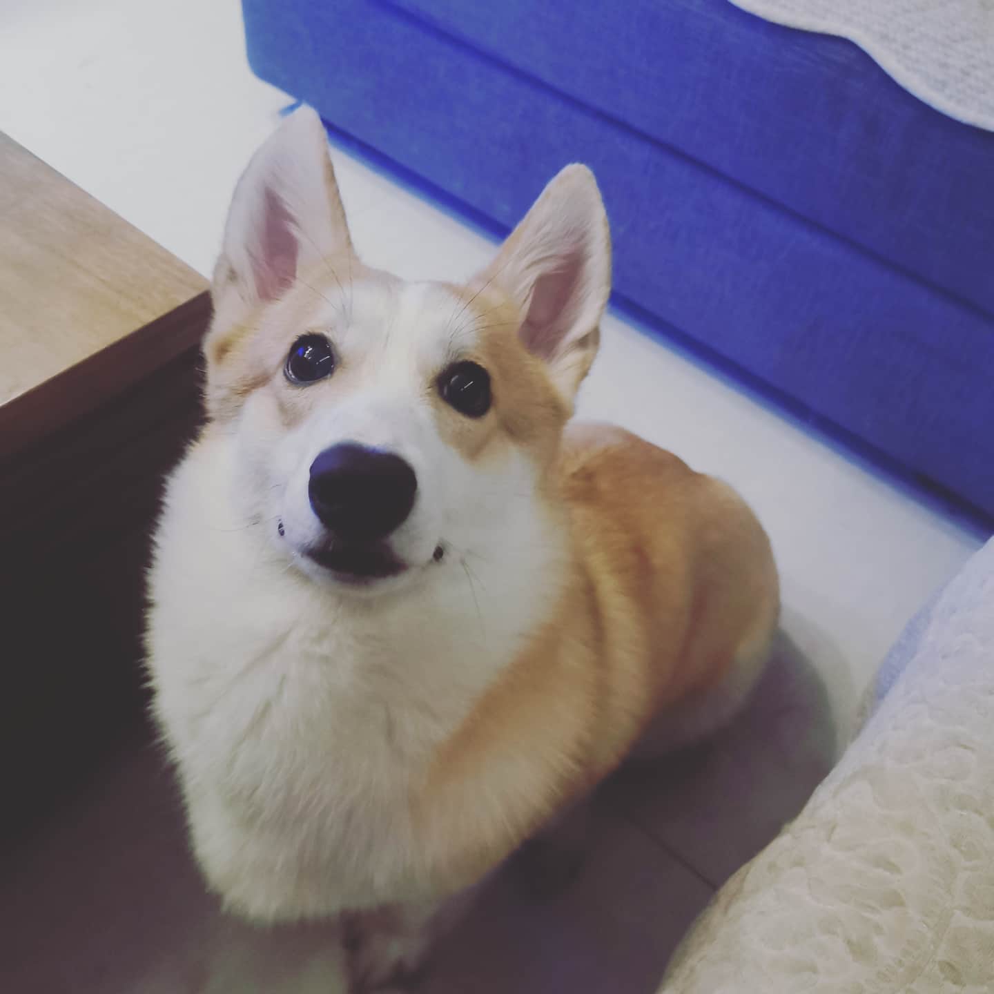 如何选适合狗狗的狗粮,怎样选适合狗狗的狗粮