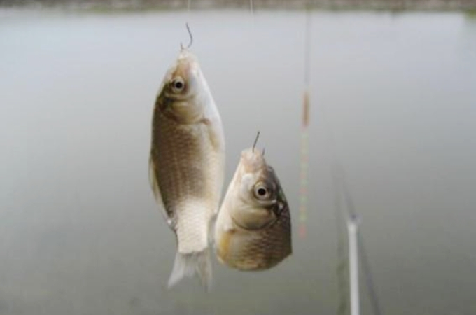 走水鱼不好钓怎么搞,一招解决走水钓鱼