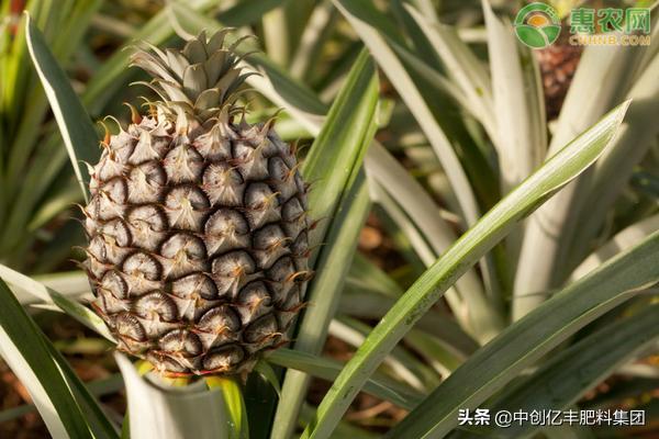 菠萝高产种植方法,菠萝玉米种植方法