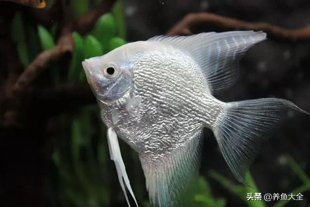 电视柜养鱼,电视柜旁边养鱼好不好