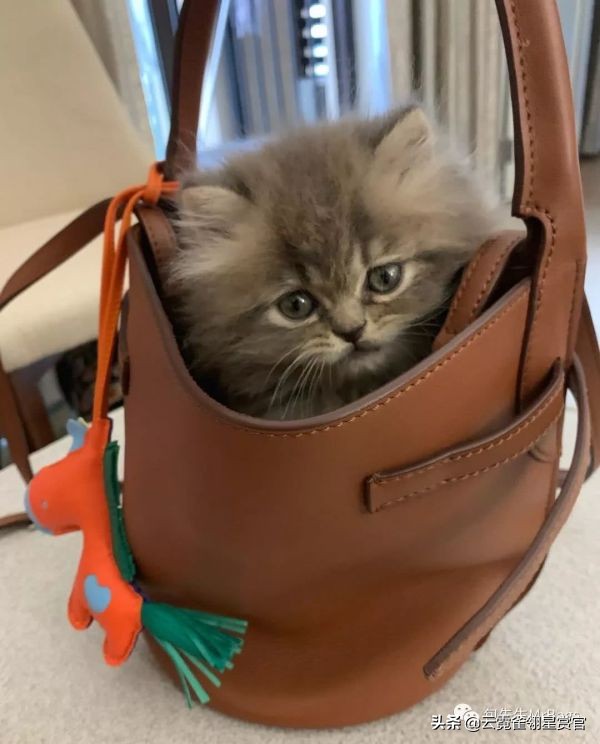 超好看的宠物包,好看又大的宠物包