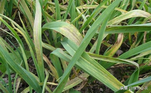 大蒜重茬种植注意什么,大蒜重茬黄叶枯萎防治