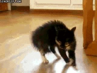 毛茸茸的小狗狗是不是很可爱呢,毛茸茸的狗很大个