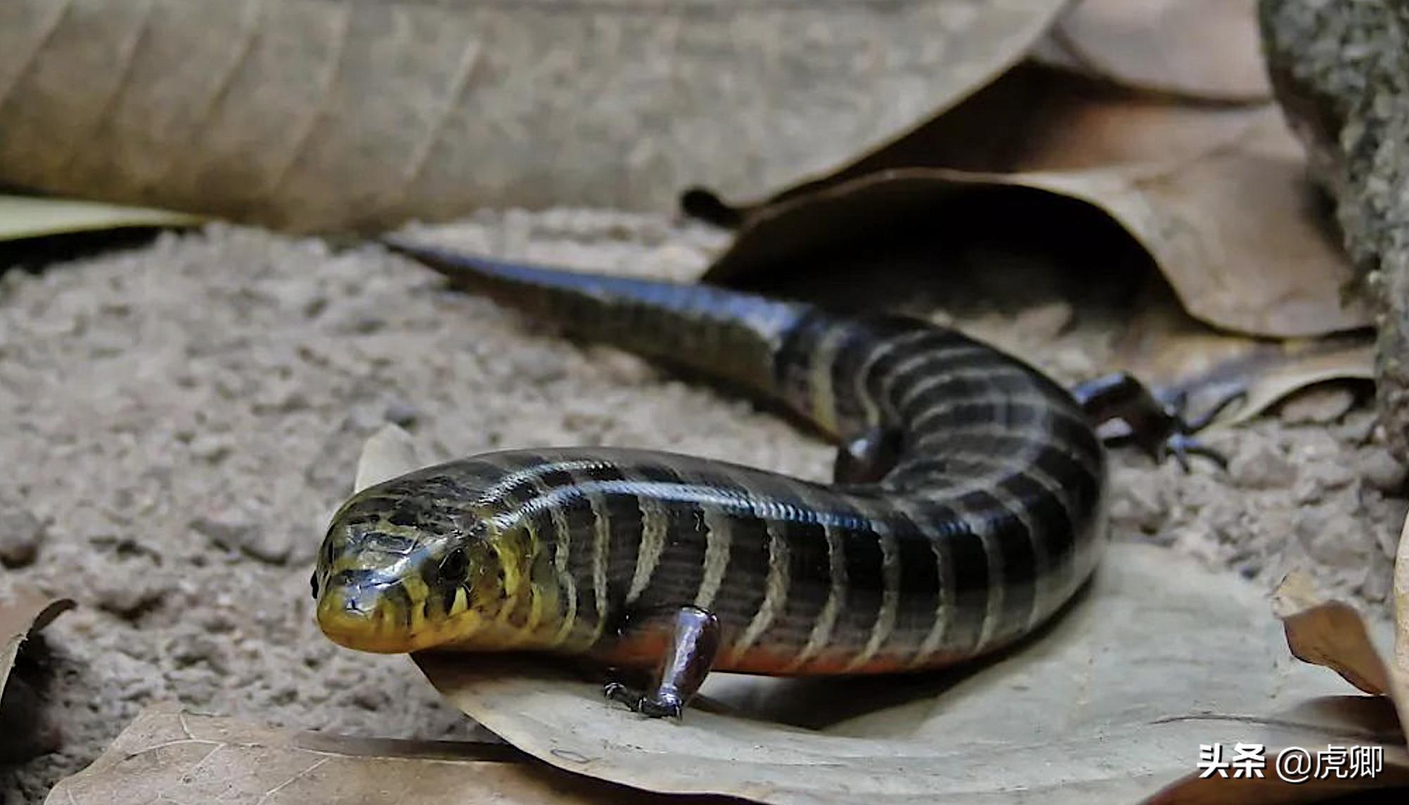 狐獴女王独揽生殖权,生产70子女,女儿篡位后如何处置母亲?