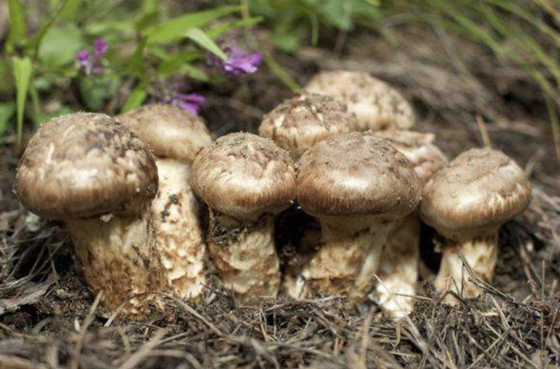 松茸是国家几级保护品种,松茸是二级珍稀菌吗