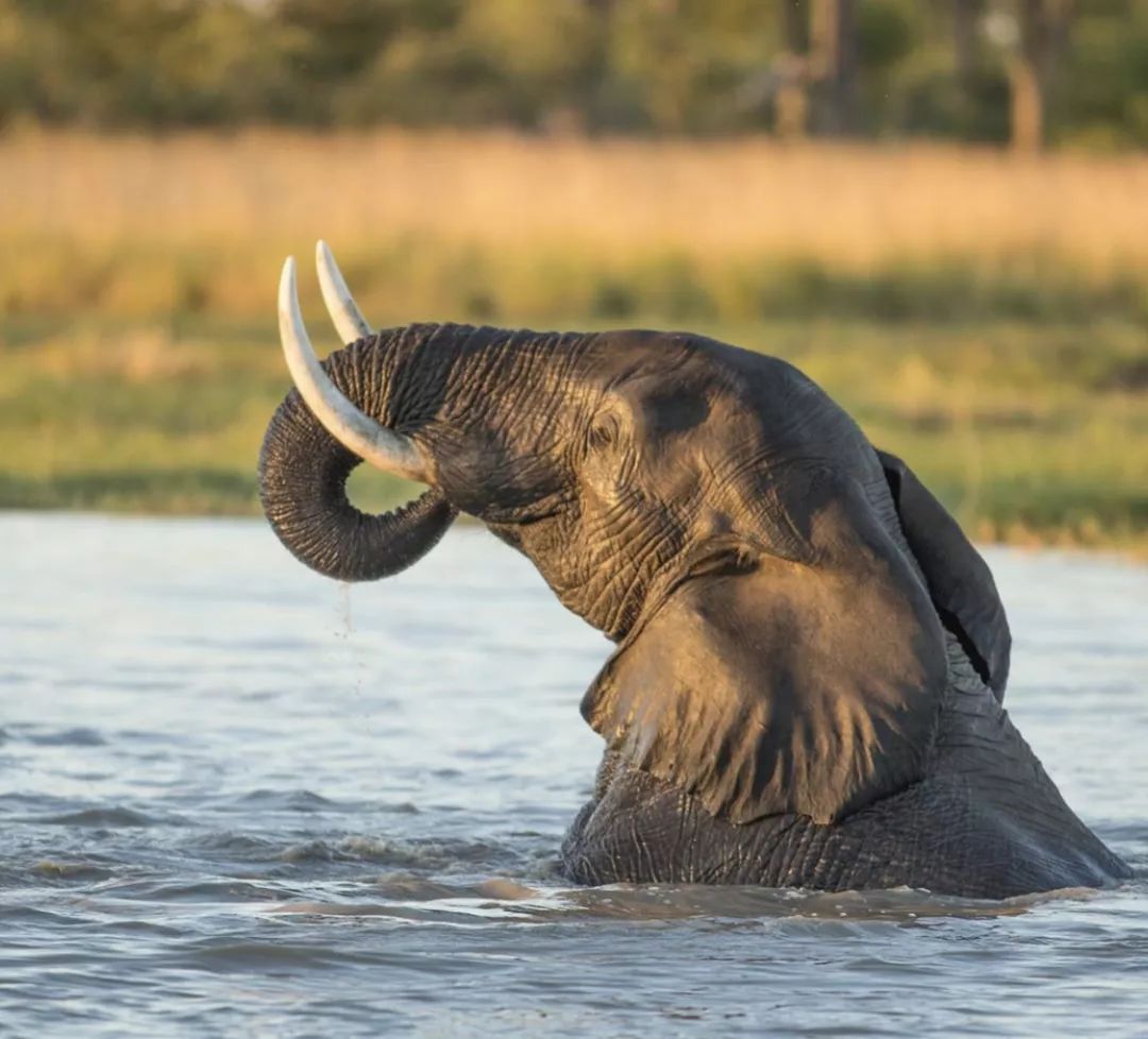 非洲猎游全攻略，让你分分钟玩转非洲草原