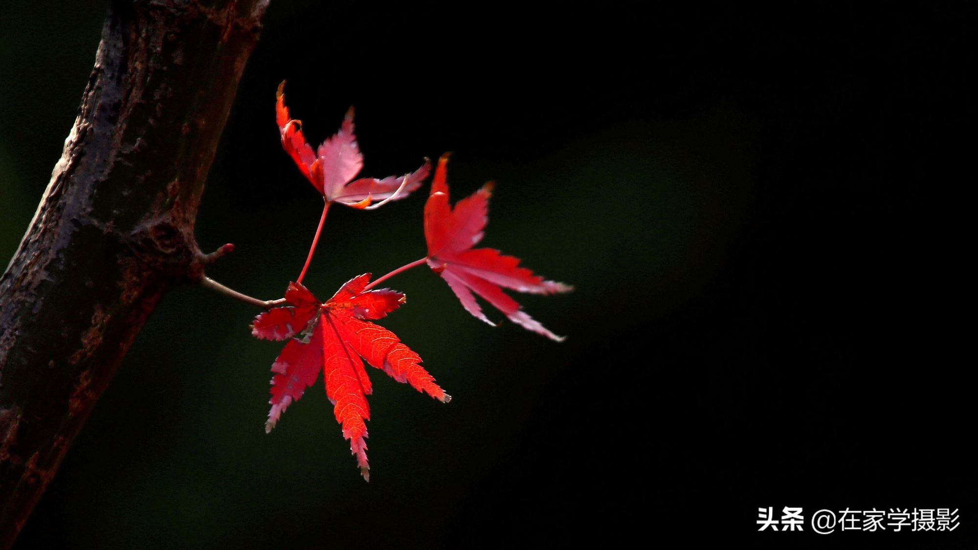 拍的红叶视频怎么调,拍的红叶视频