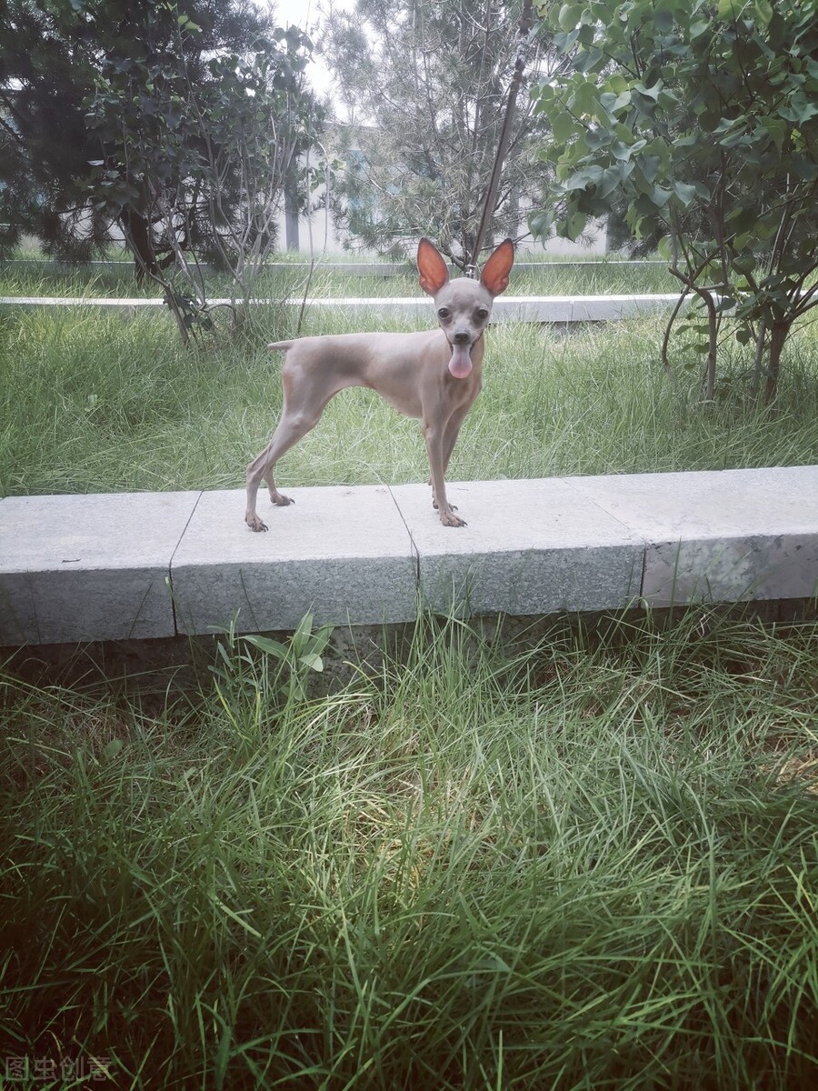 小鹿犬怎么训练才听话,小鹿犬怎么训练听话