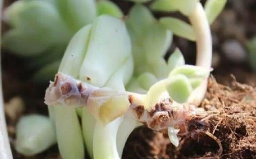 多肉黑虫怎么治疗,室内种多肉怎么防止腐黑