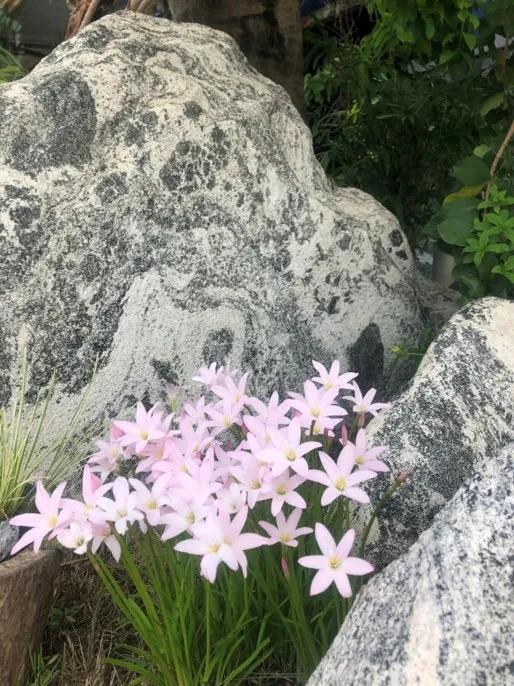 花园庭院设计花卉园艺,花园搭配的草类植物