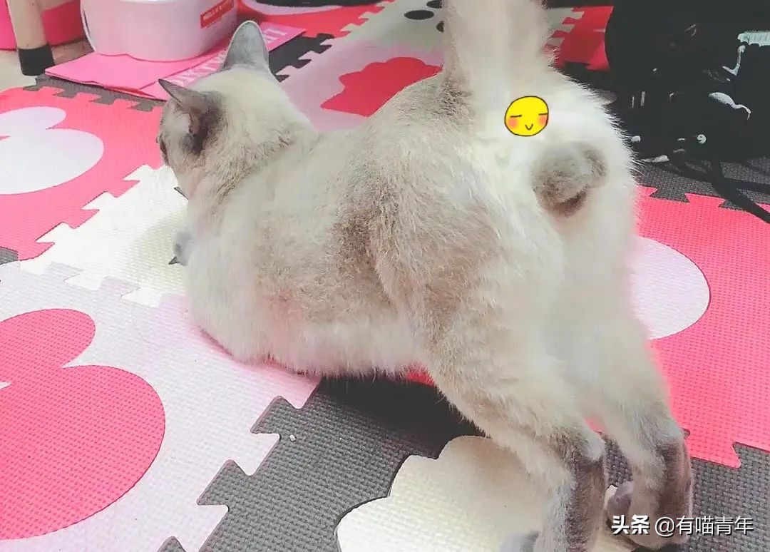 橘猫为什么是魔鬼,橘猫的恐怖之处