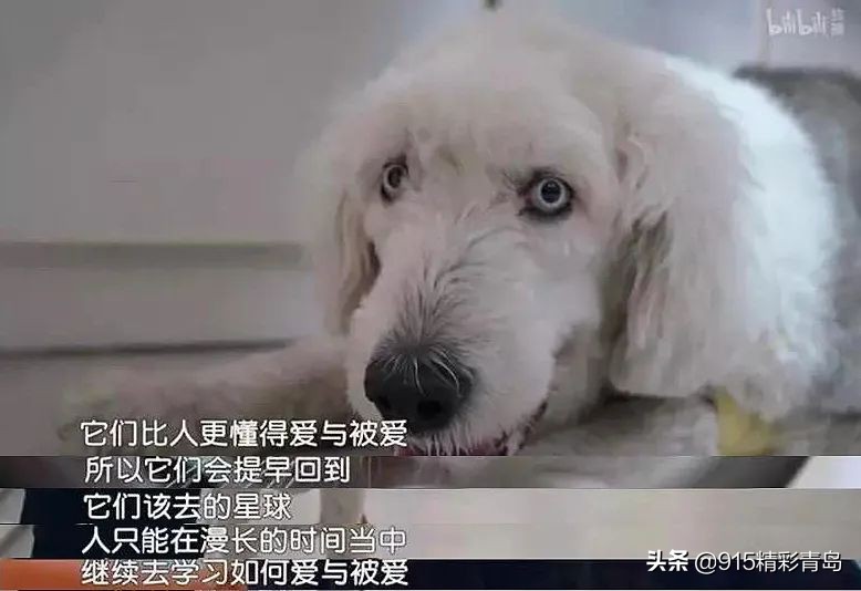 虐猫人士杀死中国留学生案件,虐猫者杀害中国留学生