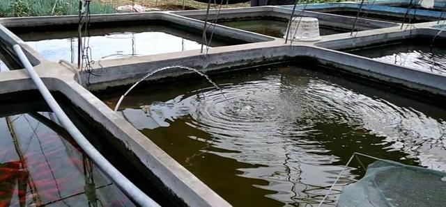 观赏鱼买商家还是买个人,观赏鱼买的时候好好的入缸就生病