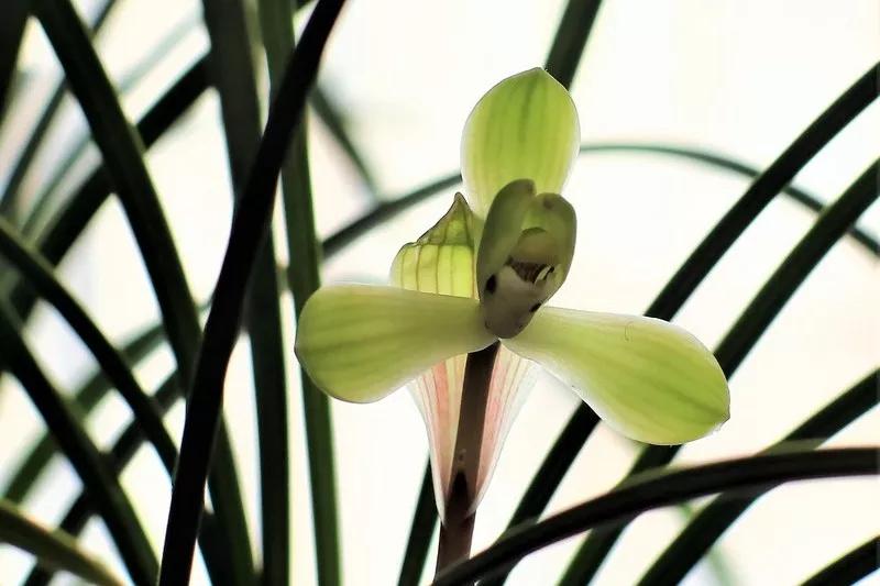 兰花有一种让人心醉的清香,兰花的美只有中国人最懂品兰之风