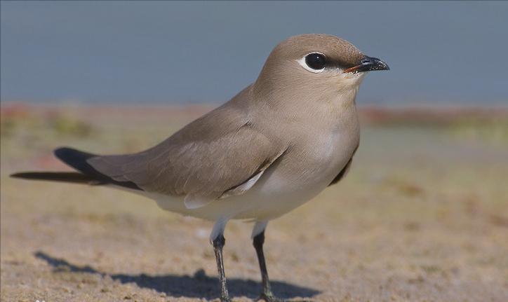 广东常见鸟类图谱图文,广东常见鸟类图谱