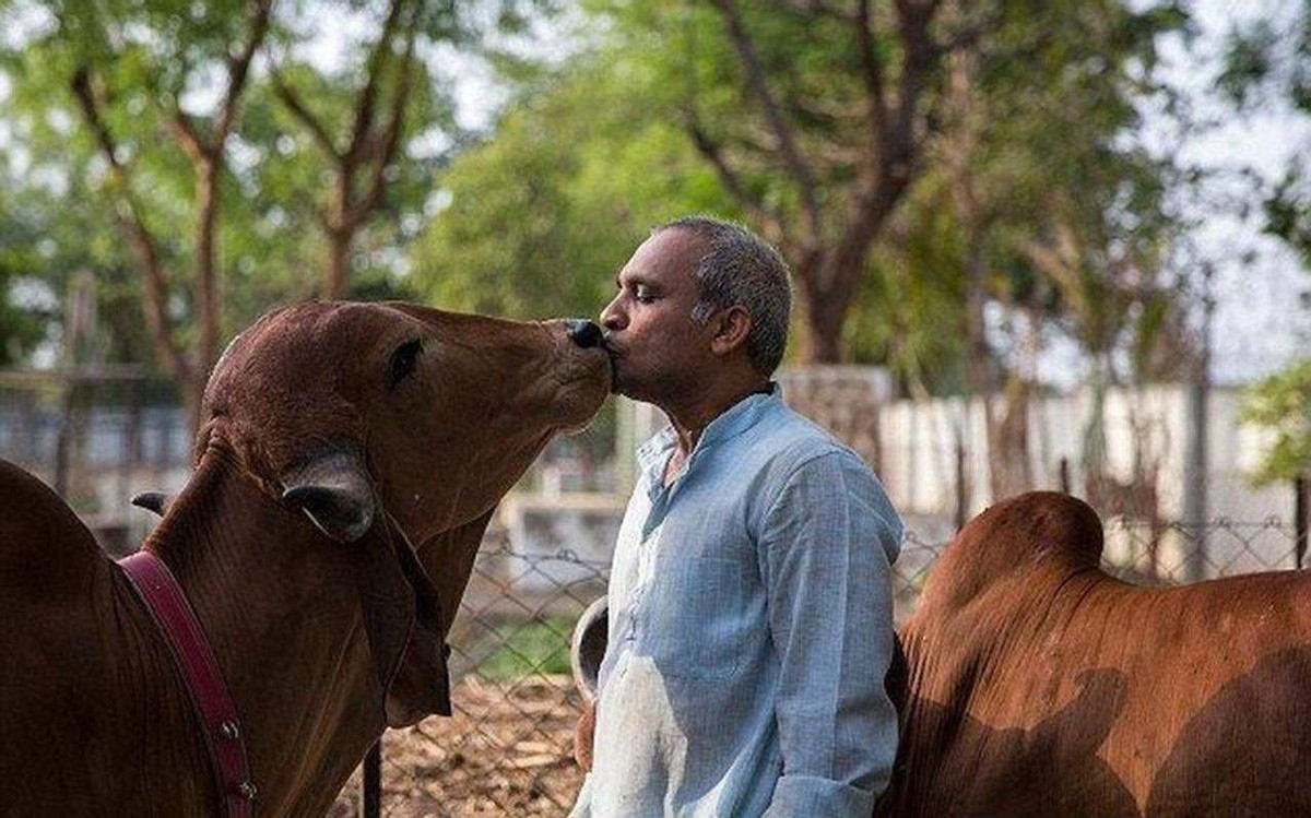 巴基斯坦男子侵犯母羊事件,巴基斯坦男子杀害一头山羊