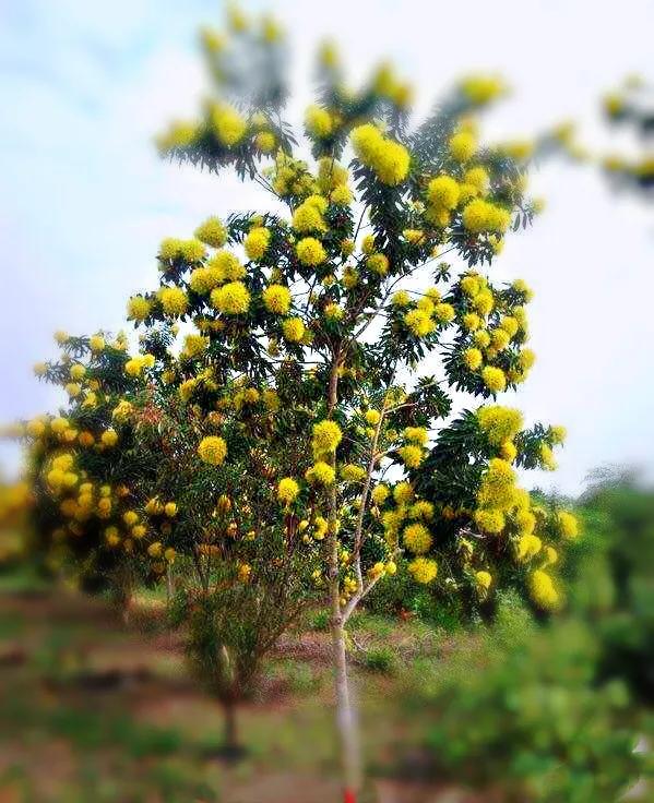 金黄熊猫,金黄色熊猫