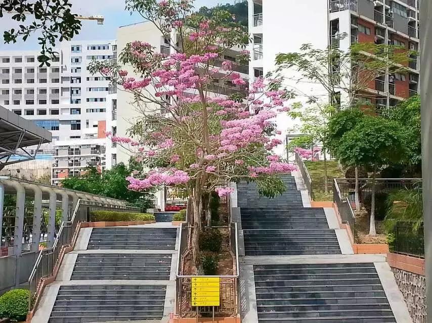 深圳红岭中学有几个校区,深圳红岭中学有多厉害