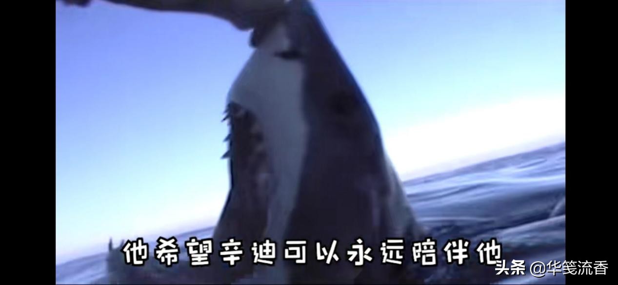 大白鲨与救命恩人,一条成年大白鲨