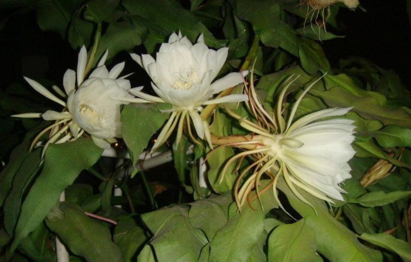 如何让昙花生长更快,昙花多开花的办法