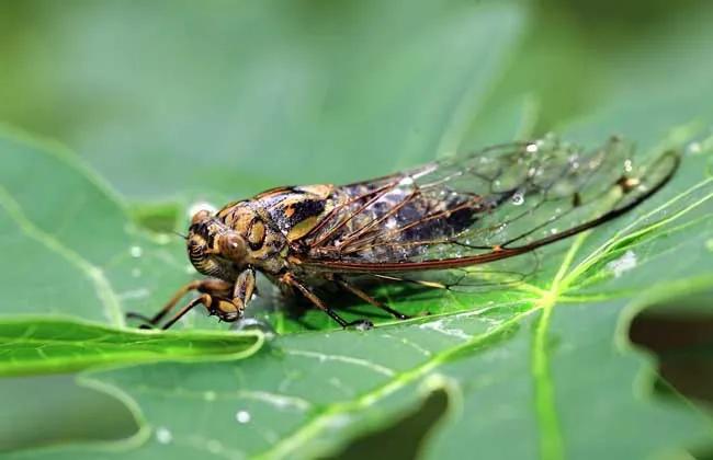 又到蝉鸣季节,又到麦收的季节儿时的记忆