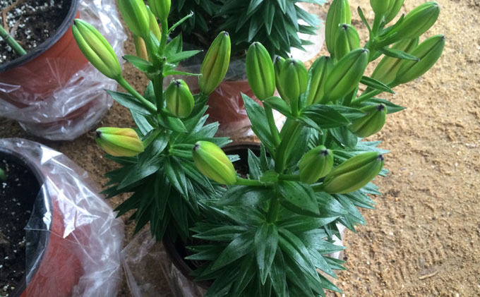 香水百合怎么养图片视频讲解,香水百合开花阳台弥漫花香