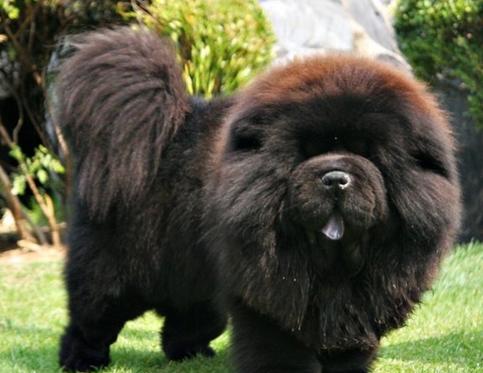 松狮犬大概是什么颜色的,松狮犬有几种毛色