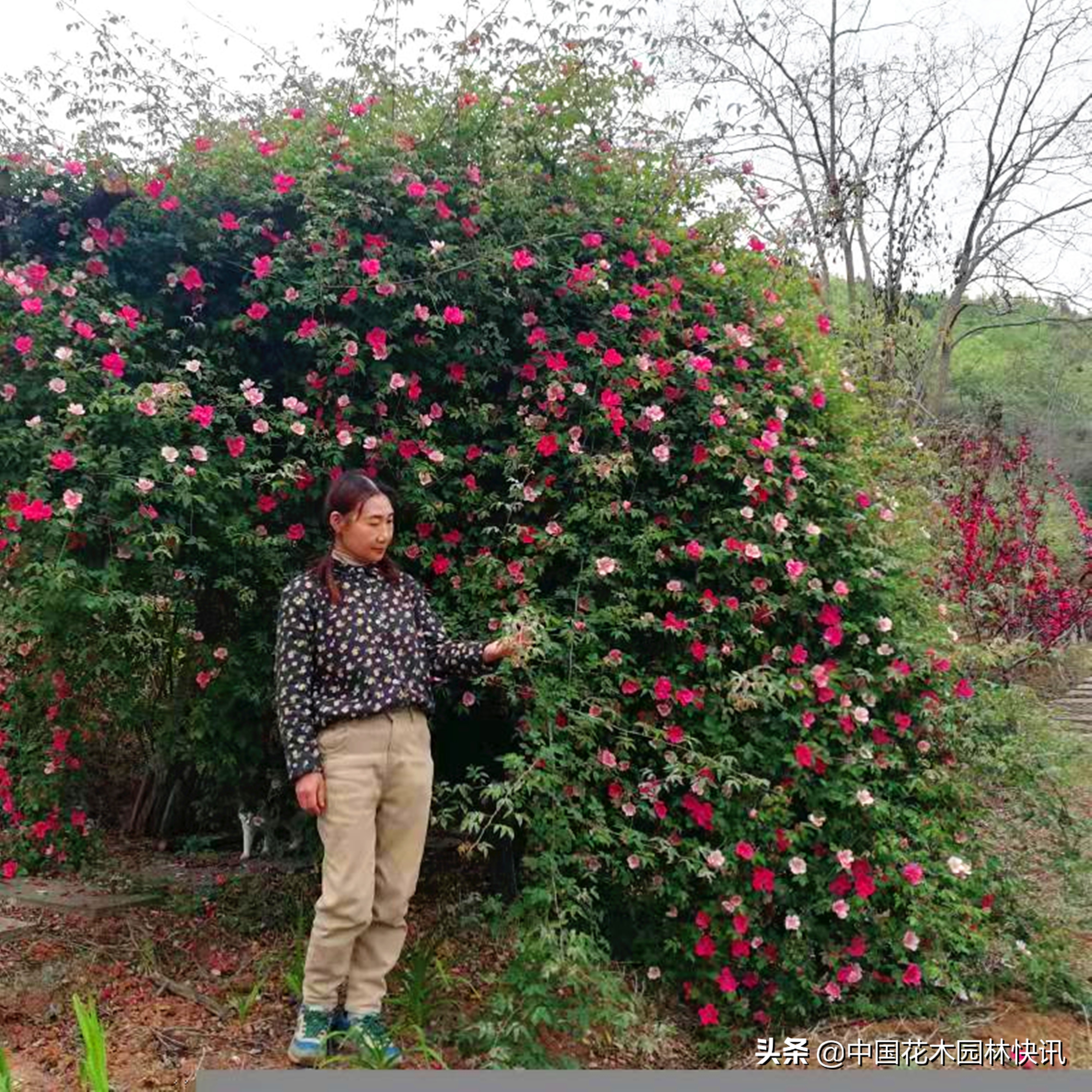 成都春天赏花公园,成都春日花海