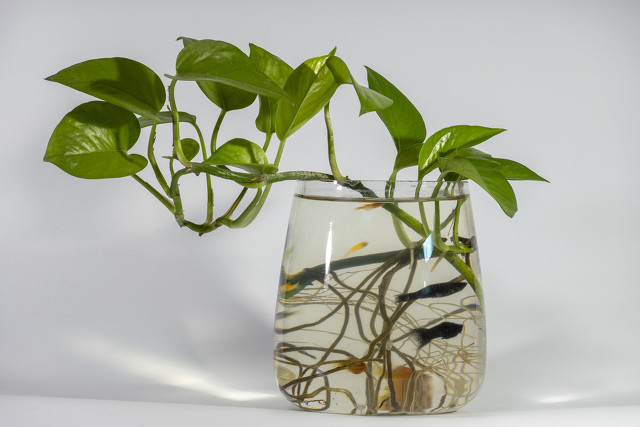 鱼缸水质净化最好的植物,鱼缸里加植物营养液对鱼有害吗