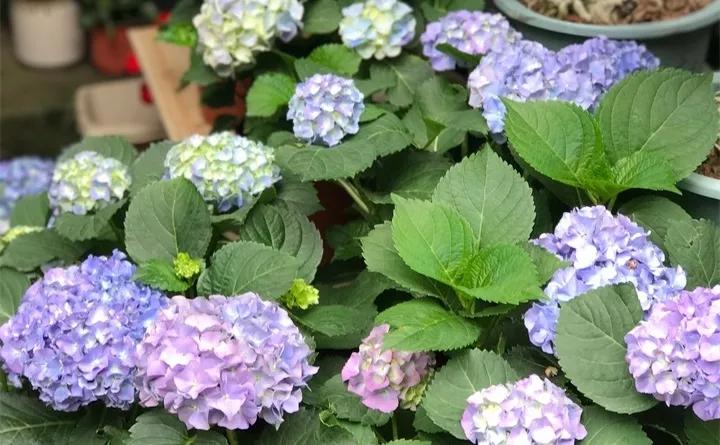 盆栽花发蔫什么原因,买回来的花很快就蔫的原因